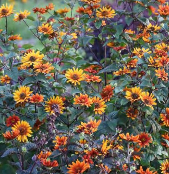 Perennials