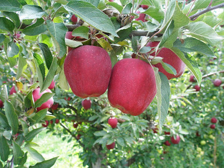 Fruits