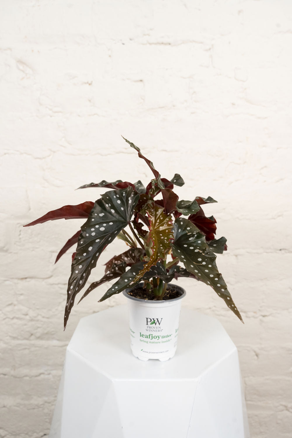 Begonia Obsidian™ (Black Forest) Upgraded
