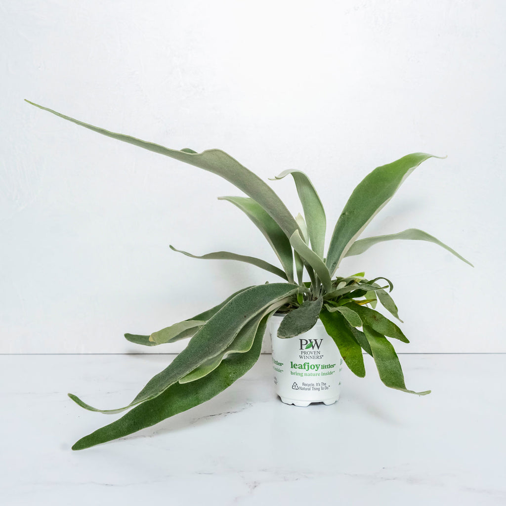 Fern Platycerium Ribbon Dance™ (Veitchii) Upgraded