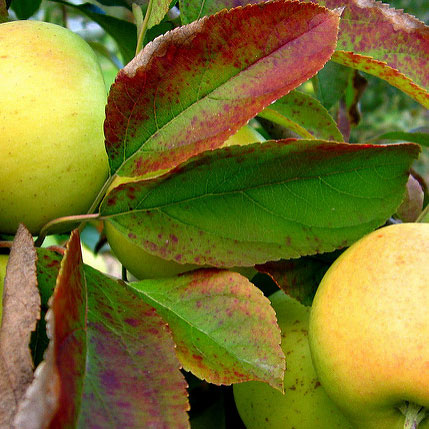 Yellow Delicious Apple (Malus 'Fruit Yellow Delicious') - 5 gallon 60"