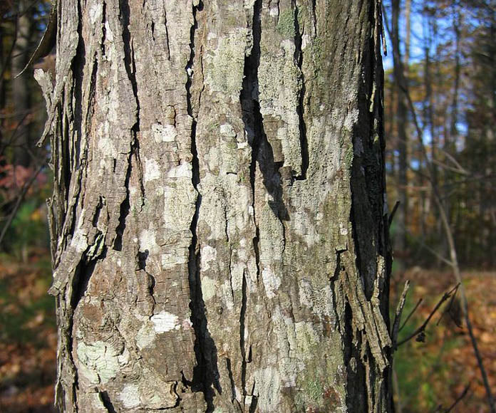 Shagbark Hickory (Carya ovata) - 5 gallon 5' WHIP