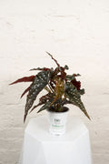 Begonia Obsidian™ (Black Forest) Upgraded
