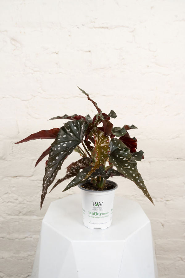 Begonia Obsidian™ (Black Forest) Upgraded