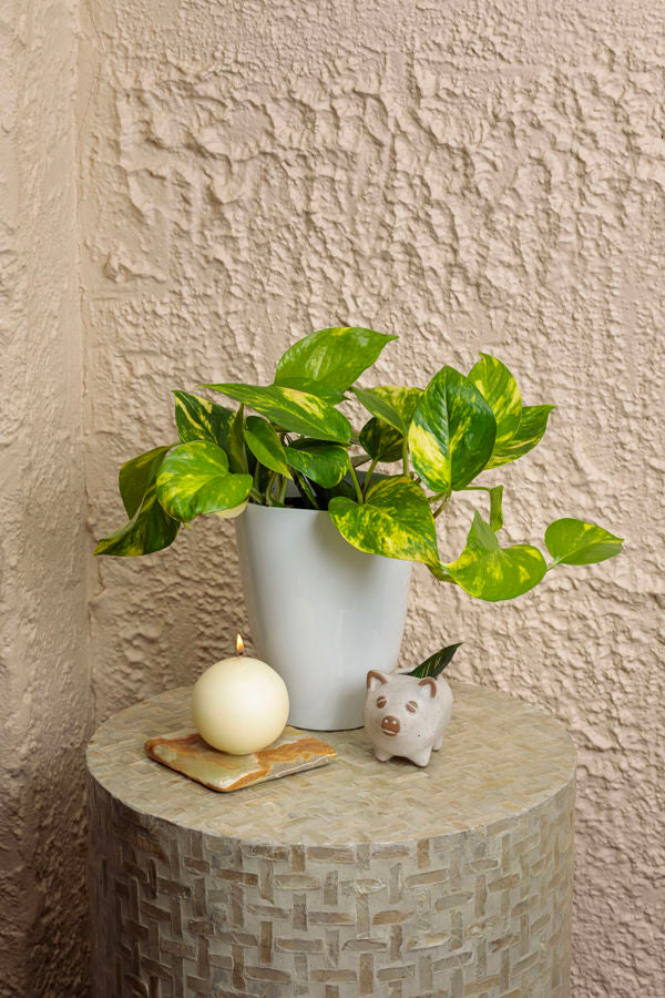 Epipremnum Summer Nights™ (Hawaiian) Upgraded
