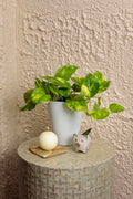 Epipremnum Summer Nights™ (Hawaiian) Upgraded