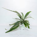Fern Platycerium Ribbon Dance™ (Veitchii) Upgraded