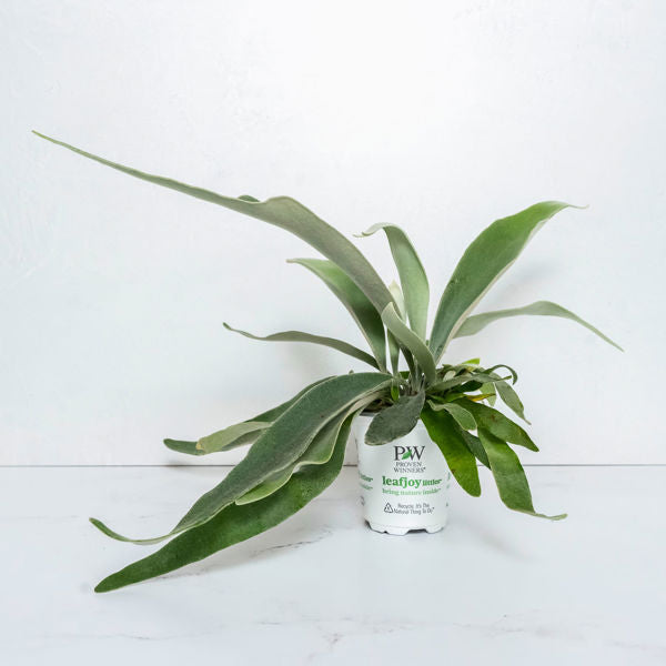 Fern Platycerium Ribbon Dance™ (Veitchii) Upgraded