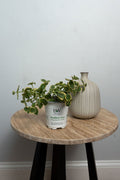Fern Ruffled Arrow™ (Rumohra Variegata) Upgraded