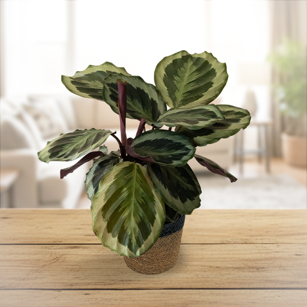 Calathea Like a Prayer™ (Marion) Upgraded Jute