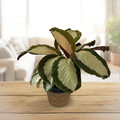 Calathea Royal Standard Upgraded Jute