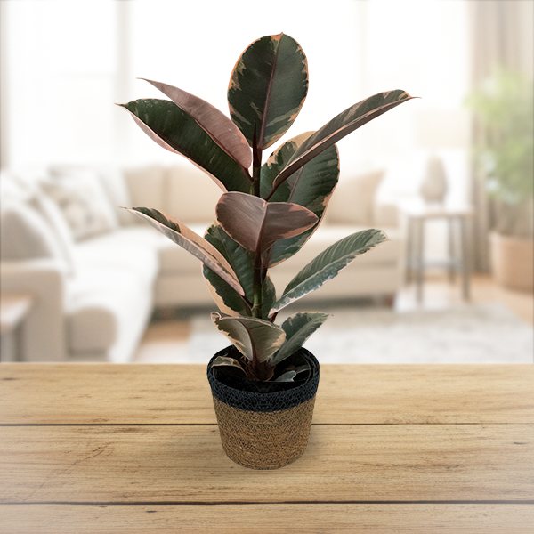 Ficus elastica Belize Upgraded Jute
