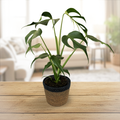Monstera Burle Marx's Flame Upgraded Jute