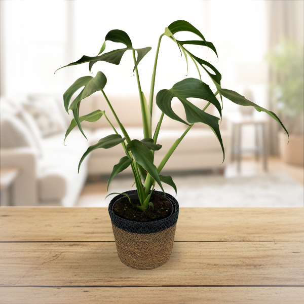 Monstera Burle Marx's Flame Upgraded Jute