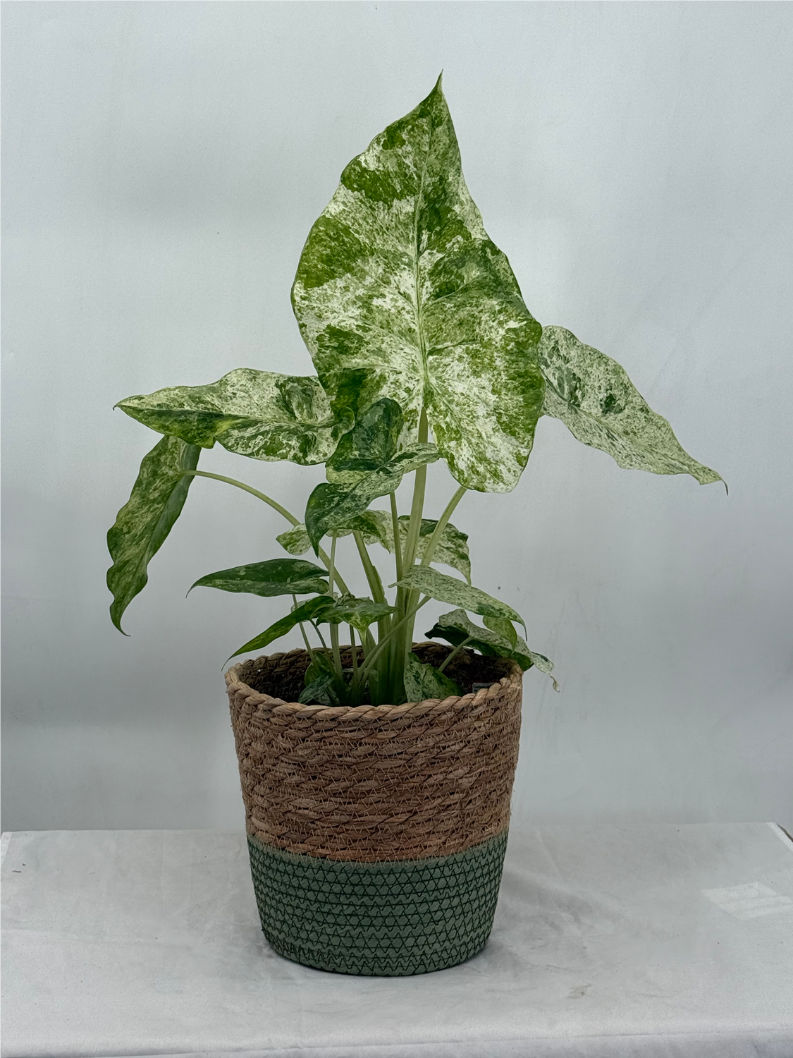 Alocasia Phoebus™ (Macrorrhizos Camouflage Variegata/Odora Batik) Upgraded Jute