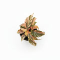 Begonia Ginny Galaxy 9cm Ceramic Kit