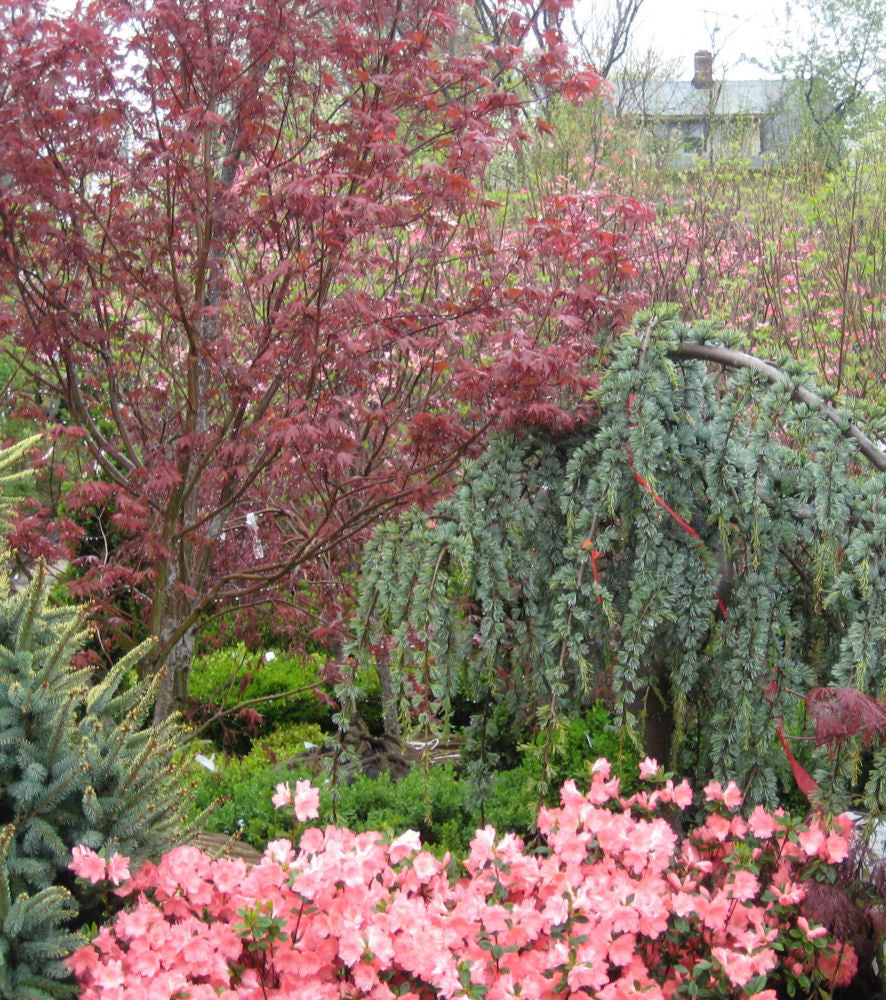 Bloodgood Japanese Maple (Acer palmatum 'Bloodgood') - 3 gallon 30-36"