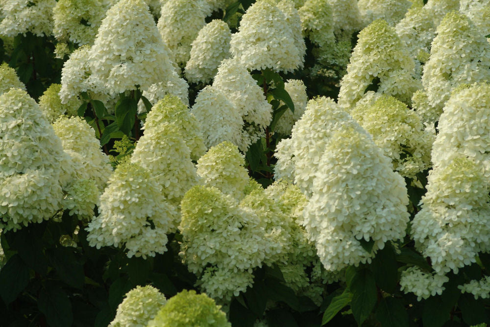 'Limelight' Panicle Hydrangea (Hydrangea paniculata 'Zwijnenburg') - 5 gallon 15-18"