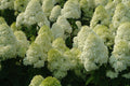 'Limelight' Panicle Hydrangea (Hydrangea paniculata 'Zwijnenburg') - 1 gallon 12" HEAD