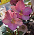 Pink Frost Lenten Rose (Helleborus 'Pink Frost') - 1 gallon