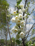 Carolina Silverbell (Halesia tetraptera) - 3 gallon TREE