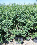 Autumn Brilliance® Serviceberry (Amelanchier x grandiflora 'Autumn Brilliance') - 3 gallon 3-4' TREE