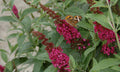 'Miss Molly' Butterfly Bush (Buddleia x 'Miss Molly') - QT