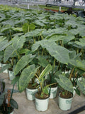 Illustris Elephant Ear (Colocasia antiquorum 'Illustris') - 1 gallon