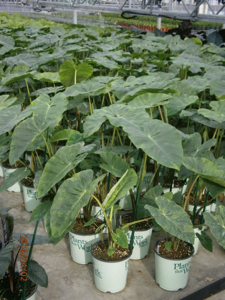 Illustris Elephant Ear (Colocasia antiquorum 'Illustris') - 1 gallon