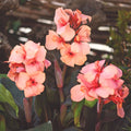 Cannova Bronze Peach Canna (Canna cannova 'Bronze Peach') - 1 gallon
