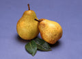 Bartlett Pear (Pyrus 'Fruit Bartlett') - 5 gallon 60"
