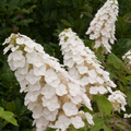 Gatsby Gal® Oakleaf Hydrangea (Hydrangea quercifolia 'Gatsby Gal') - QT