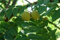 Black Walnut (Juglans nigra) - 1 gallon 18" WHIP