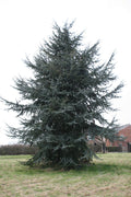 Blue Atlas Cedar (Cedrus atlantica 'Glauca') - 1 gallon