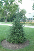 Canaan fir (Abies balsamea var. phanerolepis) - 1 gallon 12"