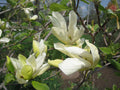 Butterflies Magnolia (Magnolia x 'Butterflies') - 1 gallon 6' TREE