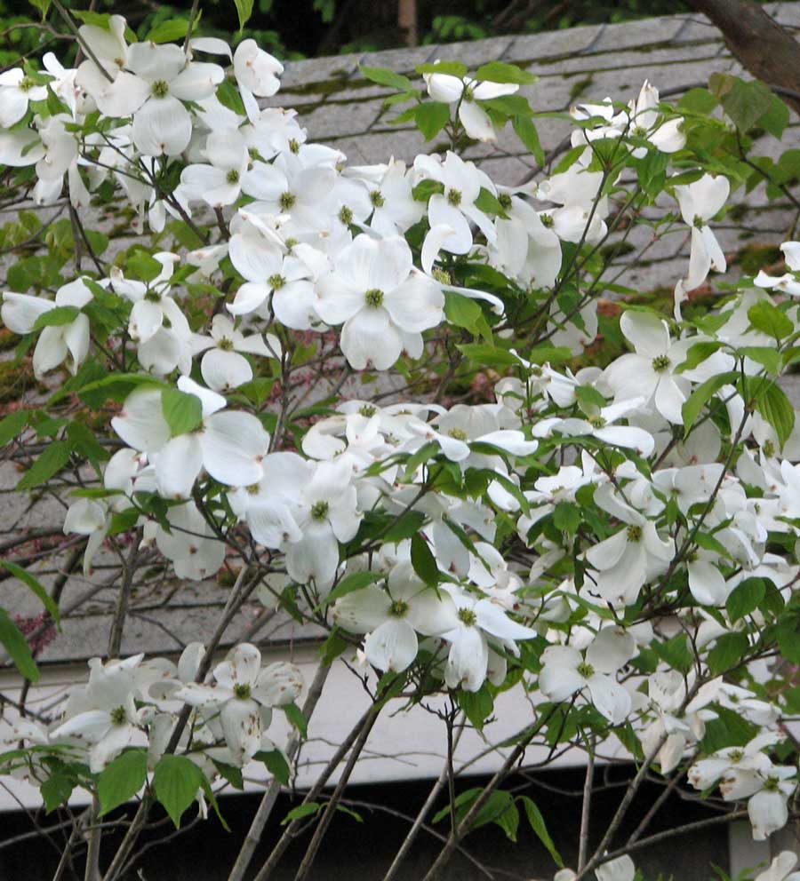 Cherokee Princess Flowering Dogwood (Cornus florida 'Cherokee Princess') - 2 gallon 3' TREE