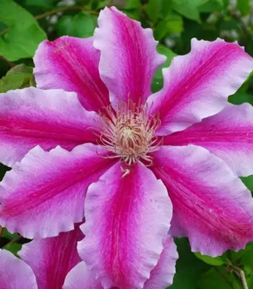 ‘Doctor Ruppel’ Large-Flowered Clematis (Clematis ‘Doctor Ruppel’) - QT