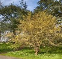 Cornelian Cherry Dogwood (Cornus 'Mas') - 3 gallon 24"