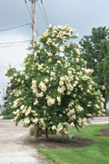 Ivory Silk Japanese Tree Lilac (Syringa reticulata 'Ivory Silk') - 3 gallon 48"