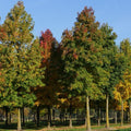 Sweet Gum (Liquidambar styraciflua) - 3 gallon