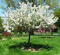 Redbud Crabapple (Malus x zumi 'Calocarpa') - 2 gallon TREE