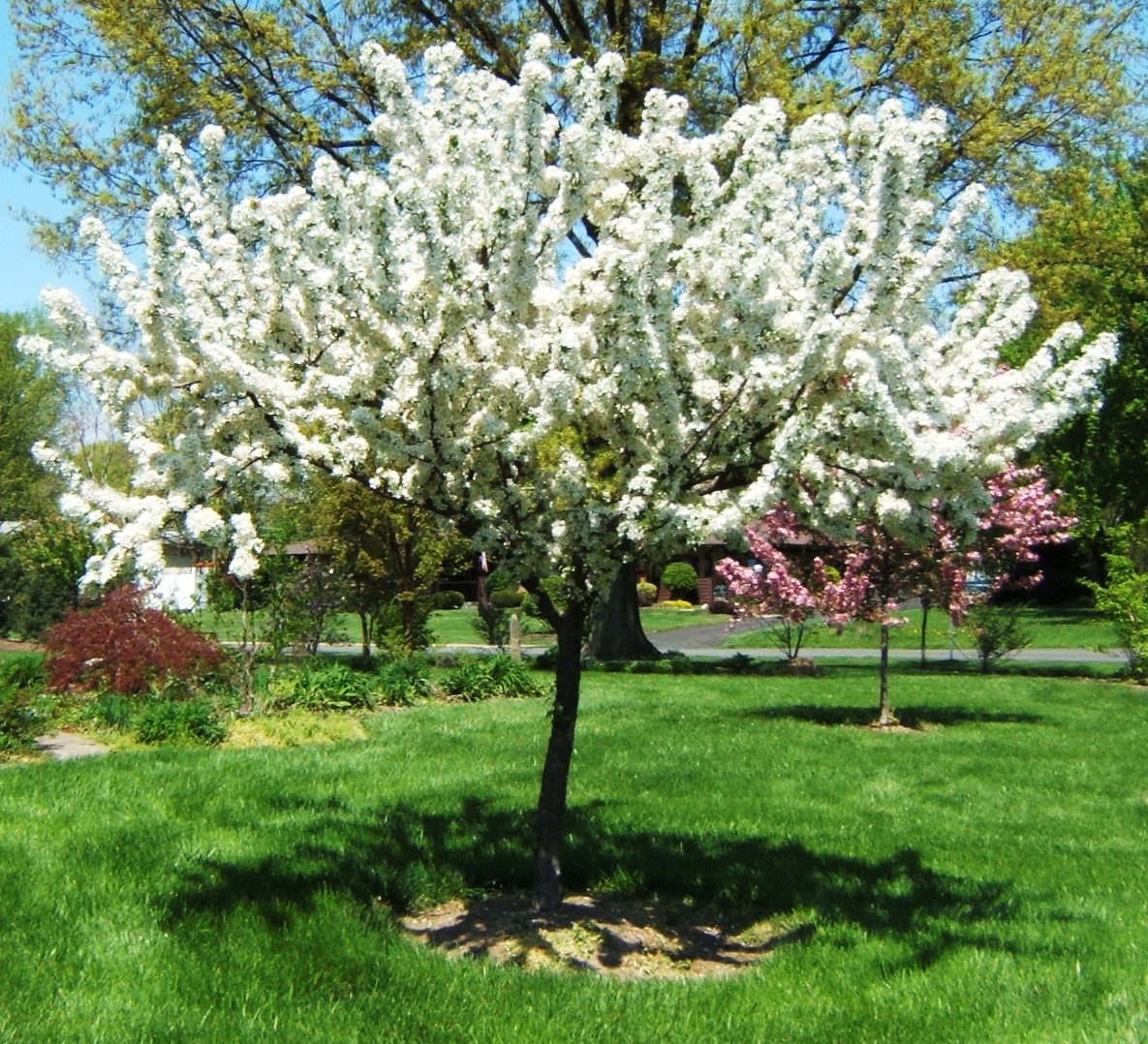 Redbud Crabapple (Malus x zumi 'Calocarpa') - 2 gallon TREE