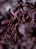 Schubert Chokecherry (Prunus virginiana 'Schubert') - 3 gallon 48" TREE