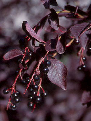 Schubert Chokecherry (Prunus virginiana 'Schubert') - 3 gallon 48" TREE