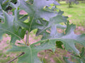 Pin Oak (Quercus palustris) - 3 gallon 36-48"