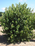 Kousa Dogwood (Cornus kousa var. chinensis 'Chinensis') - 1 gallon 24" TREE