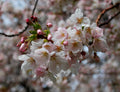 Yoshino Cherry (Prunus x yedoensis 'Yoshino') - 3 gallon 36"