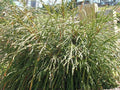 Whipcord Western Red Cedar (Thuja plicata 'Whipcord') - 2 gallon 10"