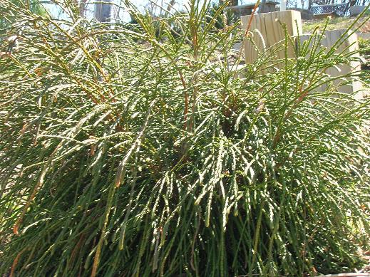 Whipcord Western Red Cedar (Thuja plicata 'Whipcord') - 2 gallon 10"